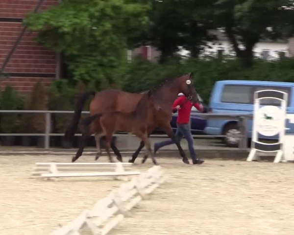 Stuten- und Fohlenschau Münster-Albachten 2017