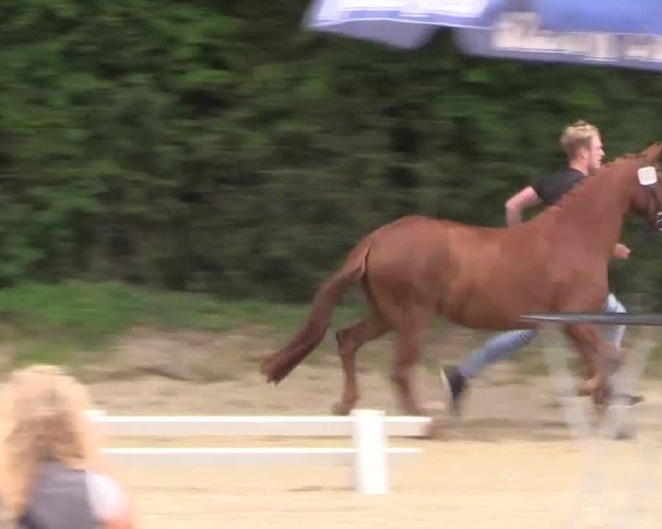 Stuten- und Fohlenschau Gevelsberg-Berge 2017