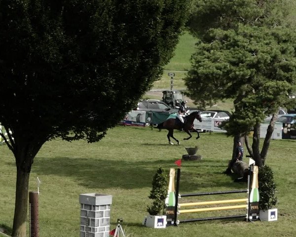 Springkonkurrenz Aadorf 2021