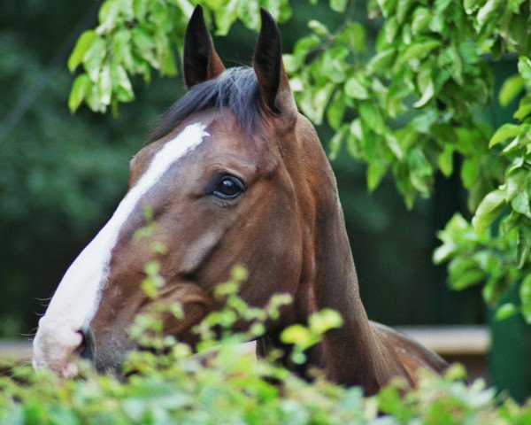 broodmare Quaida (Saxony-Anhaltiner, 2002, from Quintero)