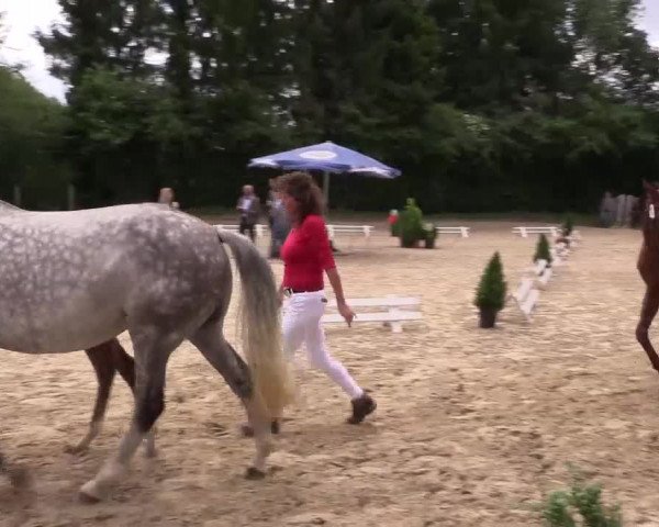 Stuten- und Fohlenschau Gevelsberg-Berge 2017