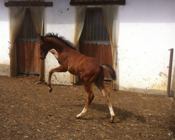 horse Fairy Princes (Austrian Warmblood, 2014, from Fantastic)