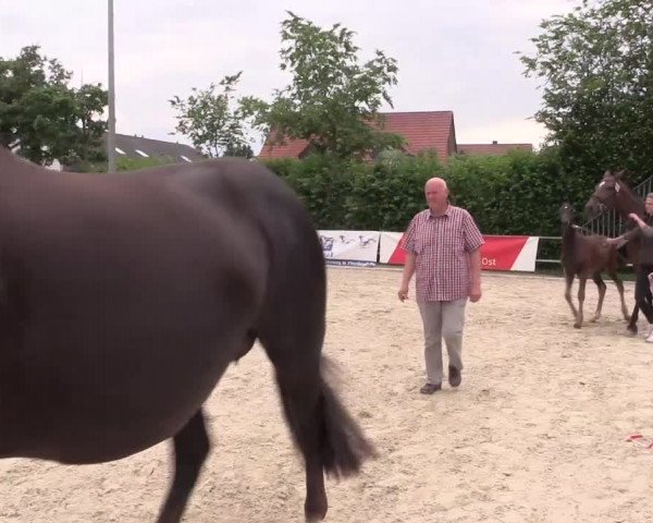 Stuten- und Fohlenschau Münster-Albachten 2017