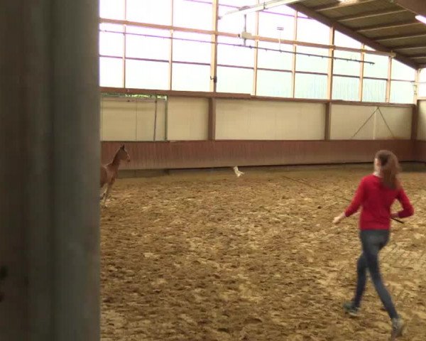 Stuten- und Fohlenschau Ahaus 2017