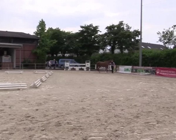 Stuten- und Fohlenschau Münster-Albachten 2017