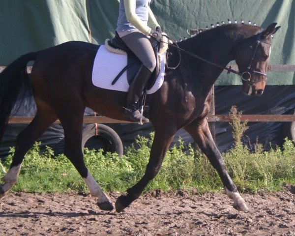 horse Carlo (Oldenburg, 2008, from Count Grannus)