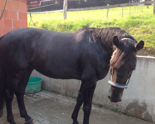 horse Radiccio (Rhinelander, 2006, from Riccio)