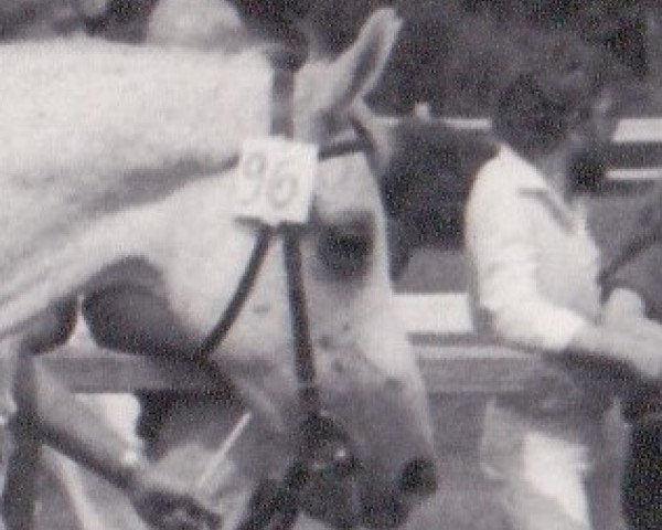 broodmare Rasim II-2 (Shagya Arabian, 1968, from Rasim II)