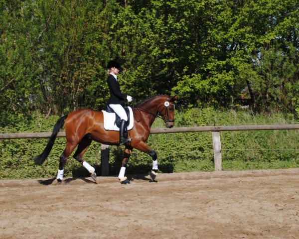 Dressurpferd Carlotta AA (Anglo-Araber, 2004, von Remon AA)