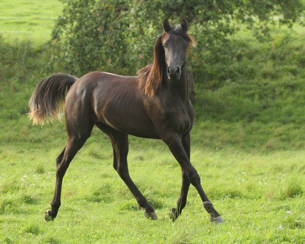 stallion My Fareed ox (Arabian purebred, 2013, from GR Farris EAO)