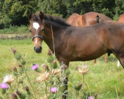 jumper Tip Top 34 (German Riding Pony, 2014, from Top Berlin)