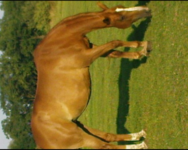 broodmare Rubinia (Brandenburg, 1995, from Restorador)