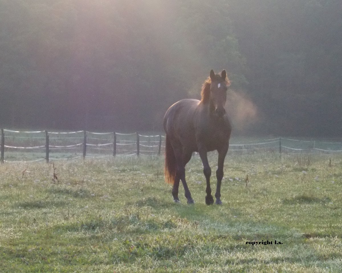 horse Blitzstolz LS (Trakehner, 2009, from Grafenstolz)