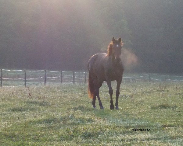 horse Blitzstolz LS (Trakehner, 2009, from Grafenstolz)
