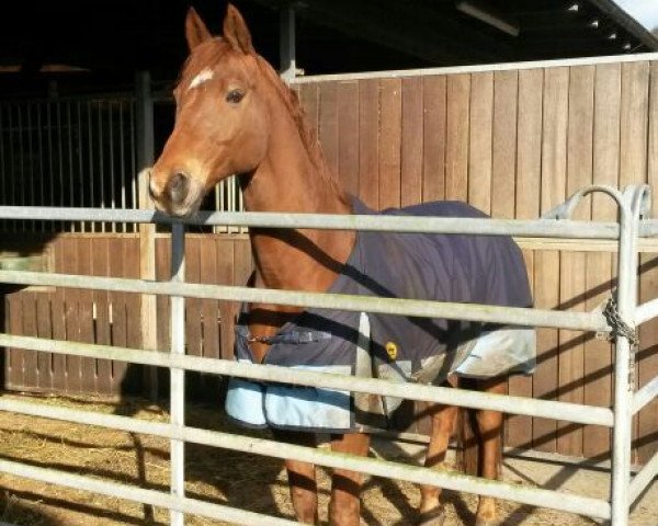 dressage horse Chiron (Bavarian, 1996, from Cointreau)