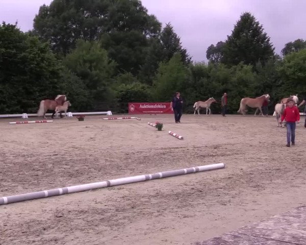 Stuten- und Fohlenschau Brakel 2017