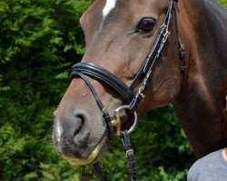 broodmare Copelia 5 (Hanoverian, 2002, from Competent)