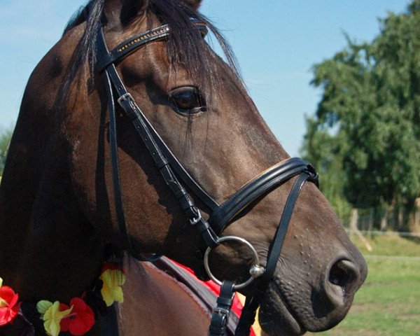 horse Daybreaker 'Frankie' (German Riding Pony, 2005, from Dirigent) horse Daybreaker 'Frankie' (German Riding Pony, 2005, from Dirigent)