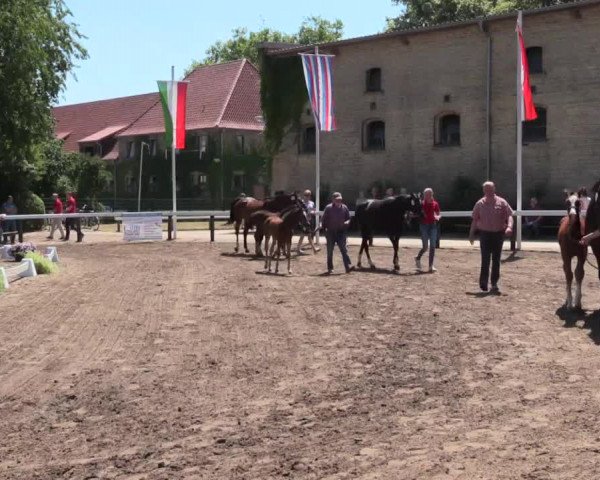 Stuten- und Fohlenschau Warendorf 2017