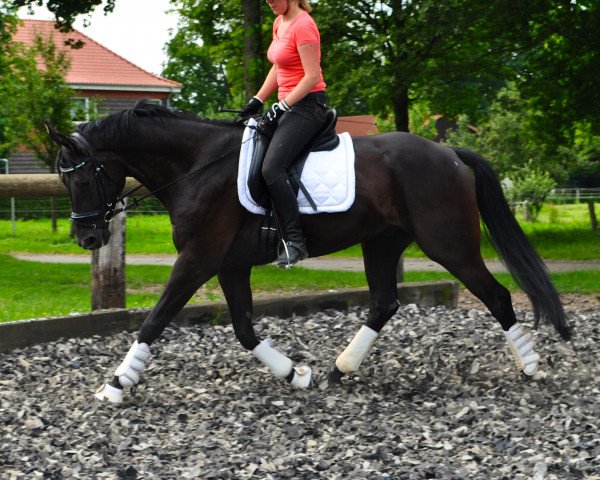 Dressurpferd Dagobert Black N (Hannoveraner, 2009, von Don Frederico)