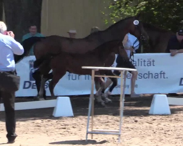 Stuten- und Fohlenschau Warendorf 2017