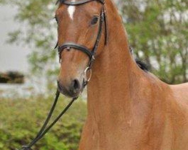 horse Lakkato (Westphalian,  , from Lancer III)