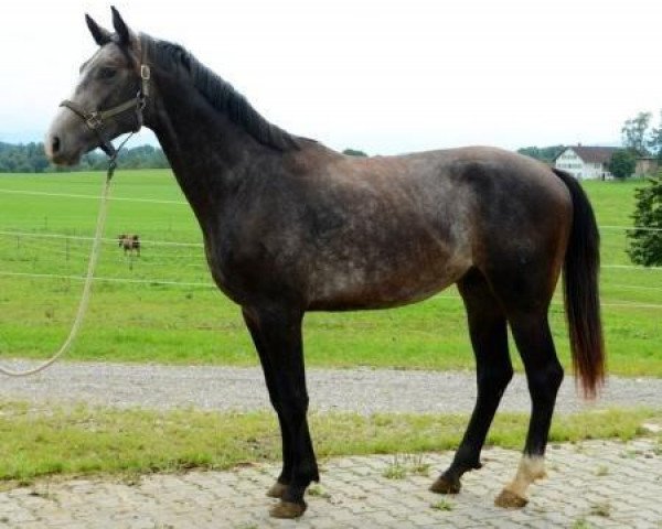 horse Lupi (Westphalian, 2012, from Lupicor)
