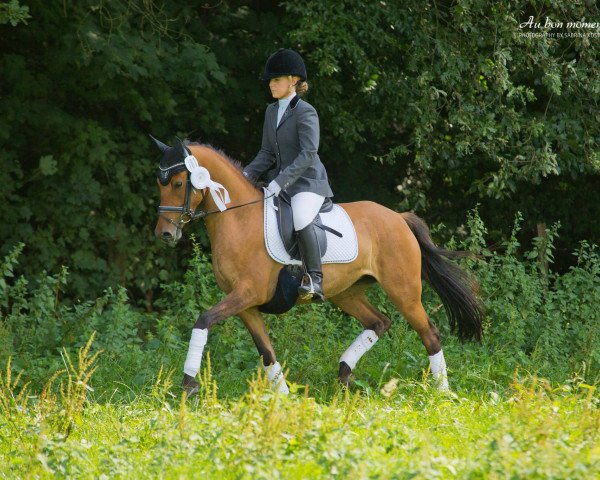 horse Daddy's little Darling (German Riding Pony, 2010, from FS Daddy Cool)