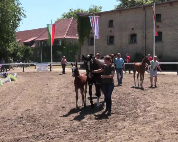Stuten- und Fohlenschau Warendorf 2017