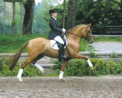 Stallone da monta Dinarion (Pony da Sella Tedesco, 2000, di FS Don't Worry)