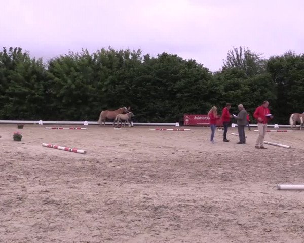 Stuten- und Fohlenschau Brakel 2017