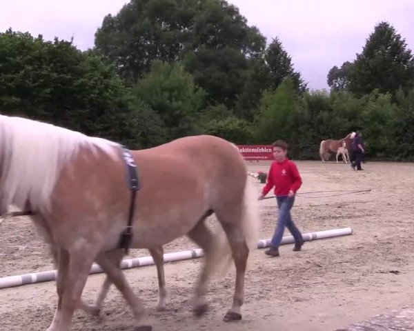 Stuten- und Fohlenschau Brakel 2017