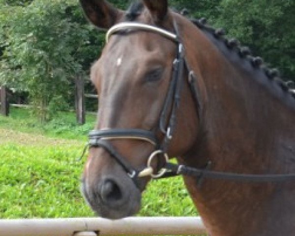 horse Cypriano x Domino (Mecklenburg, 2006, from Cypriano 2)