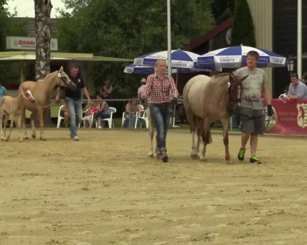 Stuten- und Fohlenschau Delbrück 2017