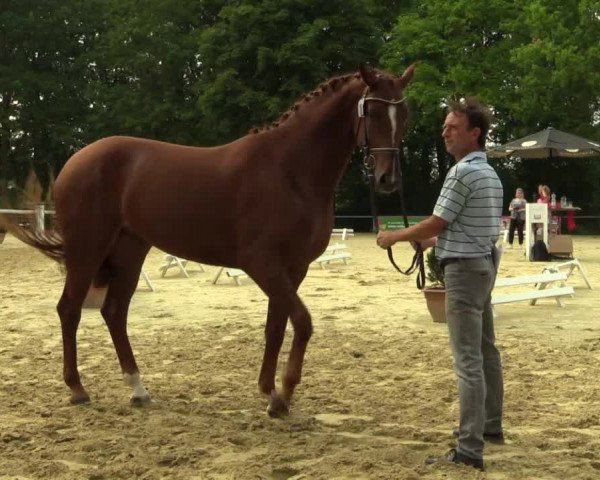 Stuten- und Fohlenschau Delbrück 2017