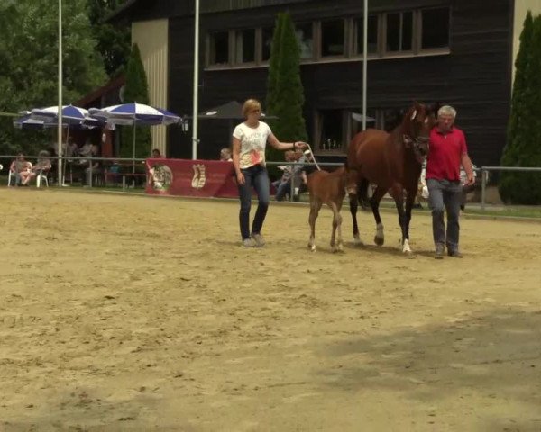 Stuten- und Fohlenschau Delbrück 2017