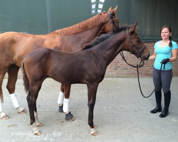 horse V Gaudeamus (Westphalian, 2014, from Grey Flanell)