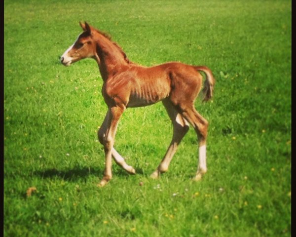 horse Frieders Friend (Rhinelander, 2013, from Fürst Remus)