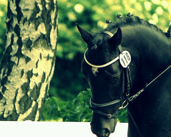 Dressurpferd Crack Jay (Deutsches Reitpony, 2000, von Caliostro)