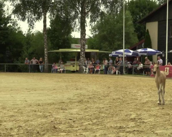 Stuten- und Fohlenschau Delbrück 2017