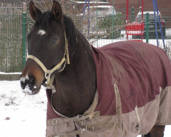 jumper Davinio 6 (Bavarian, 2004, from D'Artagnan Classic)