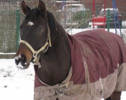 jumper Davinio 6 (Bavarian, 2004, from D'Artagnan Classic)