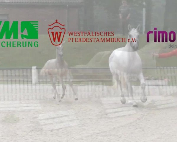 Stuten- und Fohlenschau Friedewalde 2017