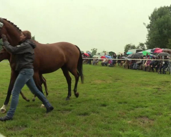 Stuten- und Fohlenschau Friedewalde 2017