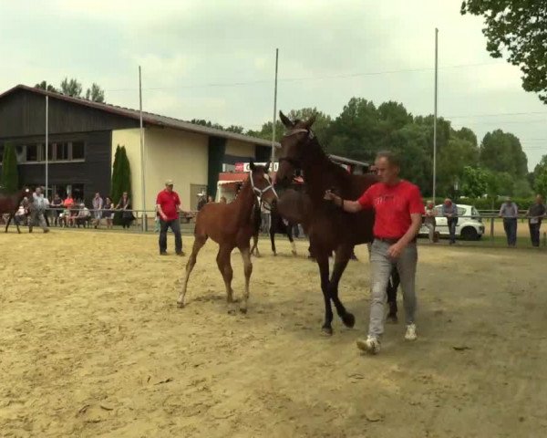 Stuten- und Fohlenschau Delbrück 2017