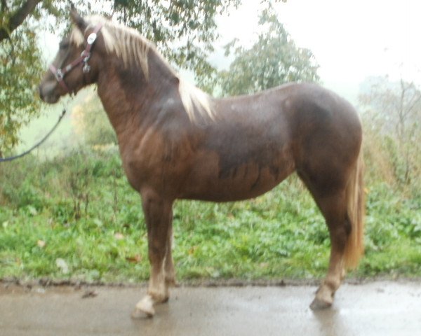 Zuchtstute Fabi (Schwarzwälder Kaltblut, 2012, von Monsun)