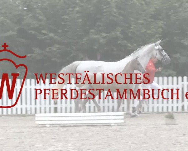 Stuten- und Fohlenschau in Unna 2017