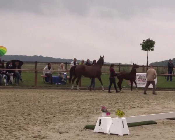 Stuten- und Fohlenschau Marl 2017