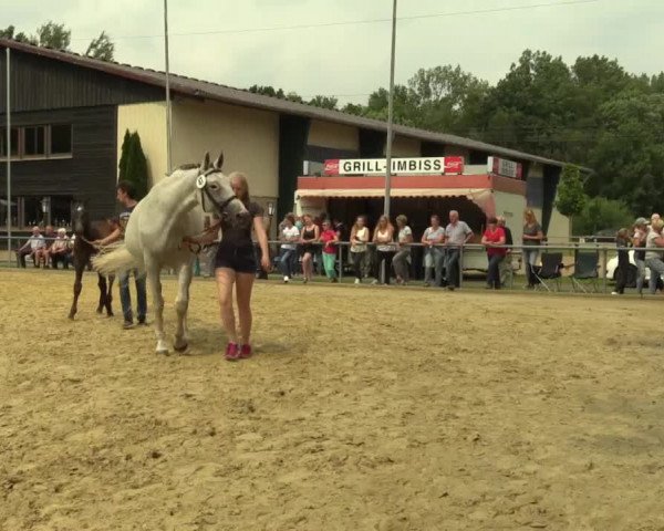 Stuten- und Fohlenschau Delbrück 2017