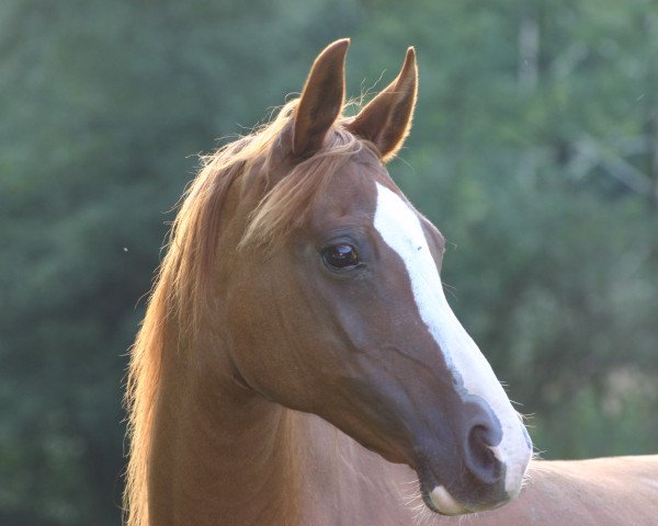 broodmare Efedra xx (Arabian purebred, 1995, from Europejczyk ox)